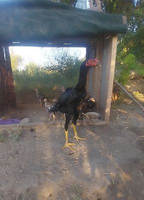 Sotiladi tez va arzon narxda