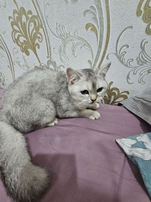 Кошка Мушук Шиншилла