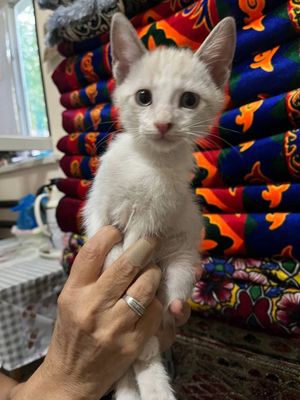 Отдадим котят в добрые руки
