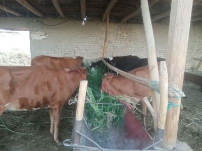 Parodni mollar sotiladi