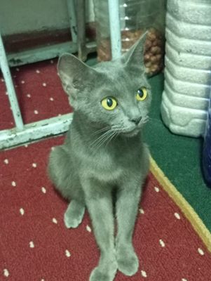British shorthair zotli mushuk Fargʻona