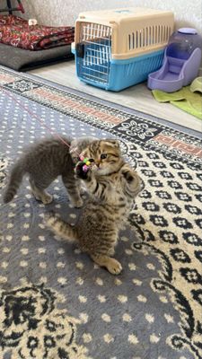Котята скотишь фолд