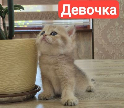 Золотистый британ