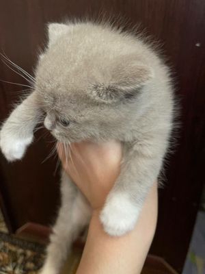 Продается Скотиш Страйт