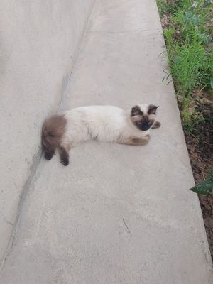 Mushuk uzbekiston