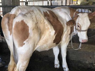 Simmental g'onajin (toza, pok, halol)