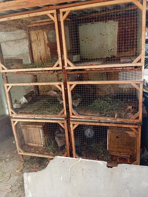 Кролики домашние