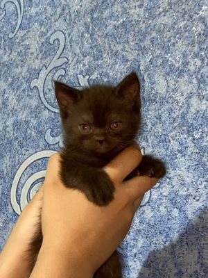 Продается британские котёнки