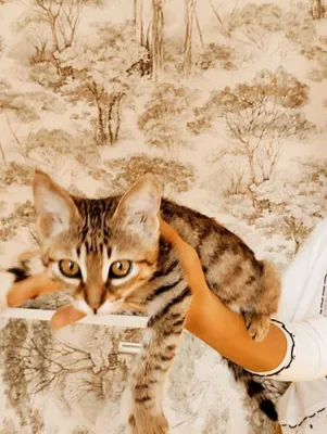 Мальчишка котик в добрые ручки, тигровый окрас.