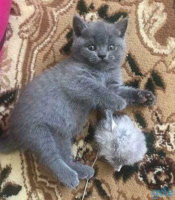 Скоттиш Страйт мальчуган пупсик