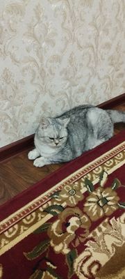 Серебристая шиншилла