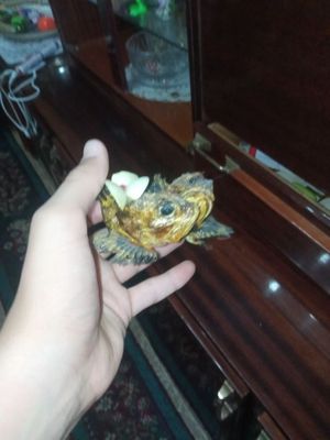 Рыбы ювилер и новый