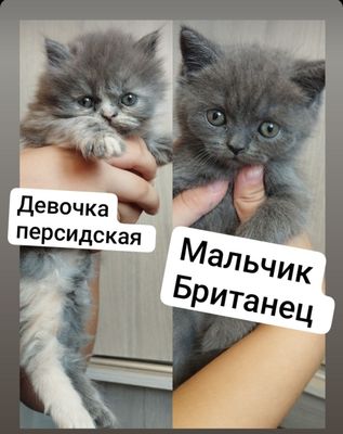 Продаются котята!