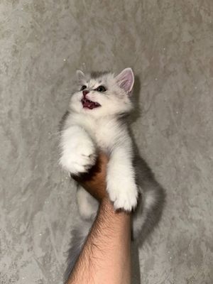 Котенок девочка породистая Silver shaded Persian