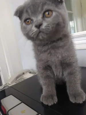 Продаются котята Британский Страйт