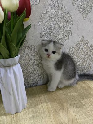 Skottish fold cat