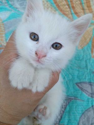 Маленькие котята