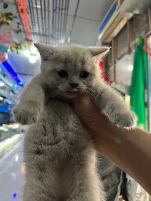 Продаются котёнок