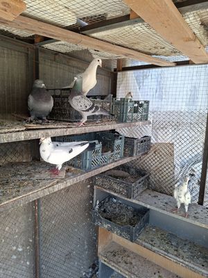 Продам Голуби Чейхский рабочий 3 пара
