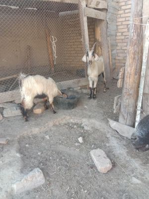 Ona bacha echkilar sotiladi