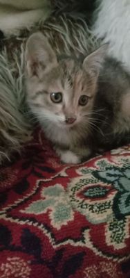 Дарю котят в хорошие руки