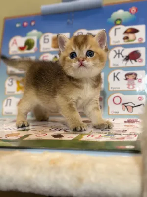 Продается котенок Шиншила ny25