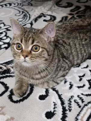 Sotilad Scotish strayt.