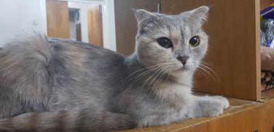 Шотландский скоттиш фолд