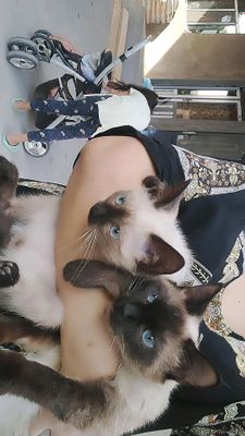 Siyamiski mushuk Ona bola sotiladi bollari 6oyli