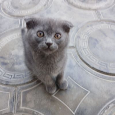 Котенок породистый