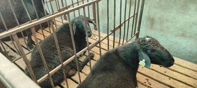 Куй бор акика ва маросимлар учун