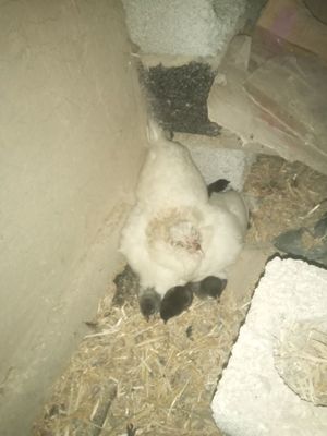 Тувуклар ва хуроз