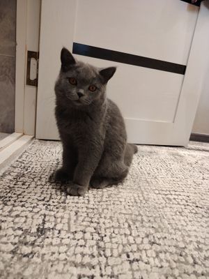 Scottish fold...