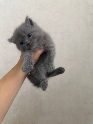 Продаю породистых котят