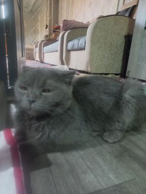 Biritaniskiy mushuk bolasi