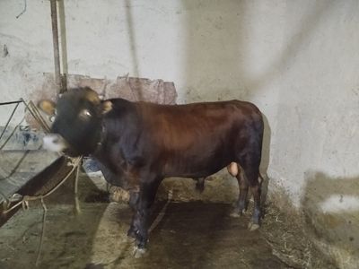 Buqa 1.5 yoshar semiz