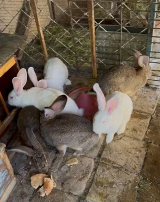 Фландерлар сотилади