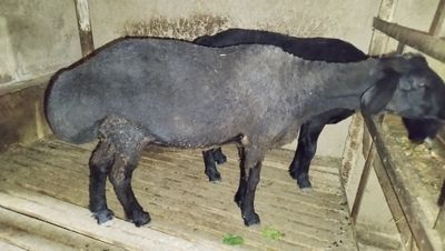 Srochna ona qoy sotladi qisr