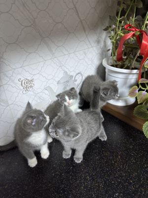 Котята британские