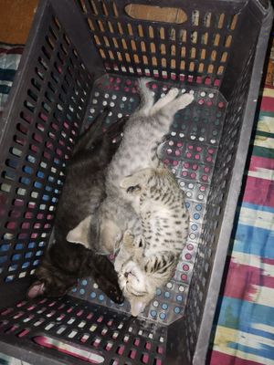 Котята кошки !!!