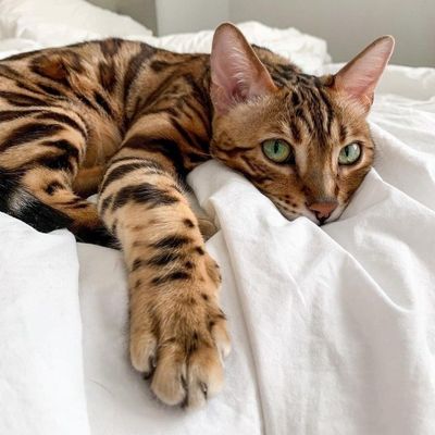 Продается бенгальская кошка с шикарным окрасом