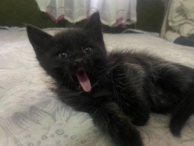САМЫЙ ДОБРЫЙ РУКИ 28/05/2025 Котята