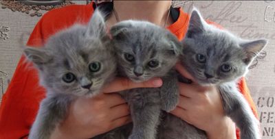 Котята скотиш фолд и страйт