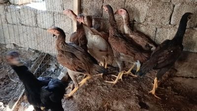 Дакан макиёнлар эртанги
