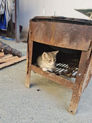 Отдадим котят в добрые руки