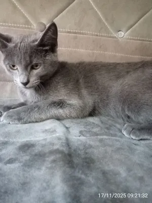 Mushuk sotiladi . Russiyan Bule