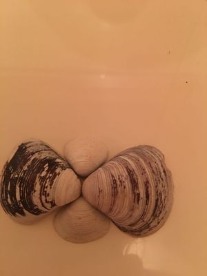 Ракушки для аквариума