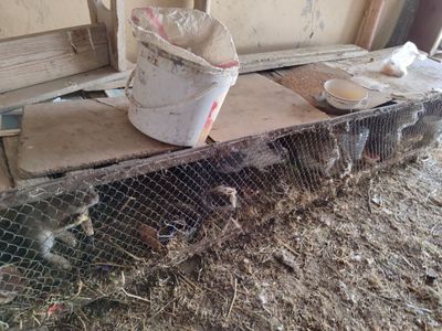 Куйон катак товук катак сотилади