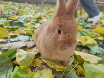 Нзк деган декаратив куйончалар болалари сотувда