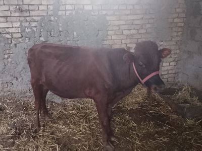 arzon Buqa Buxoro